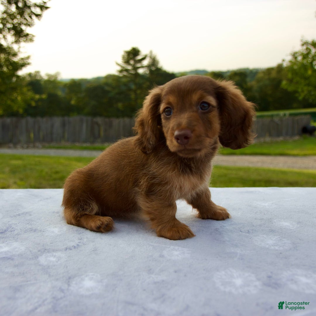 Miniature Dachshund dogs for sale: Skye - Image 5