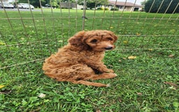 Irish Doodle dogs for sale: Irish Doodle 2 puppies - Image 2