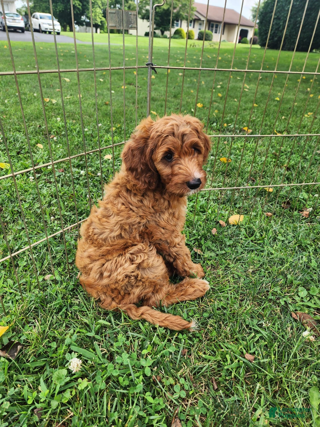 Irish Doodle dogs for sale: Irish Doodle 2 puppies - Image 2