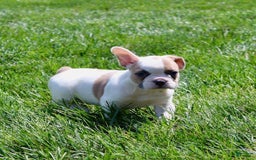 French Bulldog dogs for sale: Wendy - Image 6