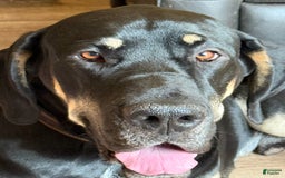 Great Dane dogs for stud: Magnum - Image 3