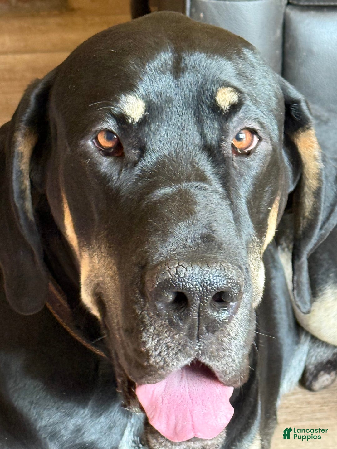 Great Dane dogs for stud: Magnum - Image 3