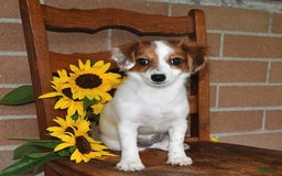 Havanese dogs for sale: Bessy - Image 23