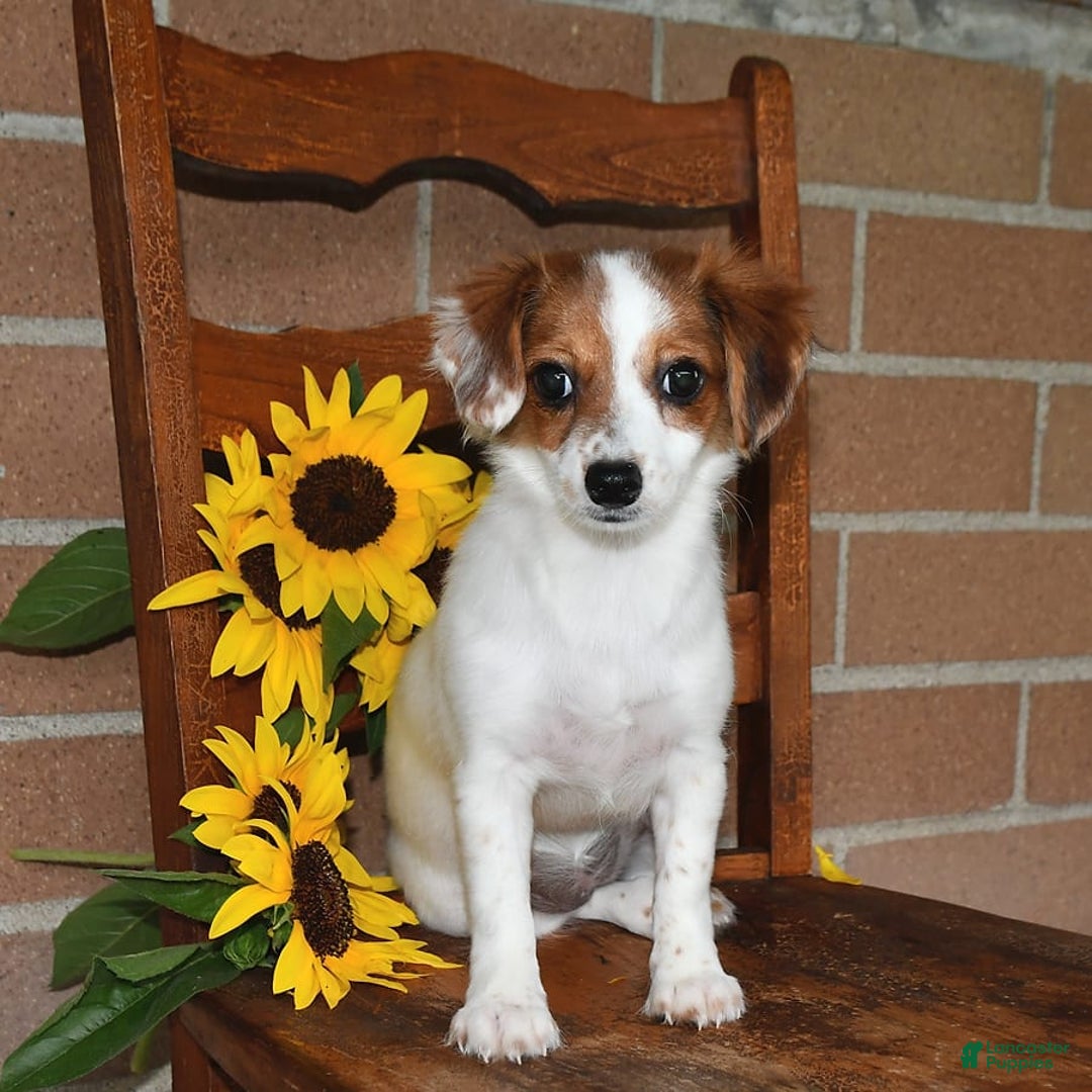 Havanese dogs for sale: Bessy - Image 23