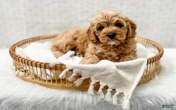 Cavapoo dogs for sale: Jordan - Image 4