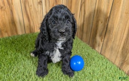 Cavapoo dogs for sale: Missy Boy 1 - Image 7