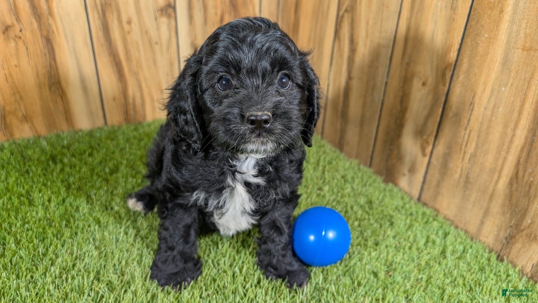 Cavapoo dogs for sale: Missy Boy 1 - Image 7