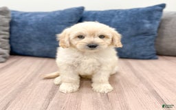  dogs for sale: Mini Goldendoodle 5 puppies - Image 17