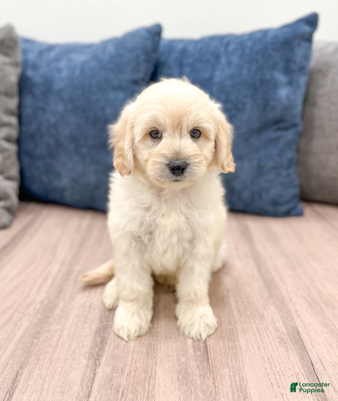  dogs for sale: Mini Goldendoodle 5 puppies - Image 17