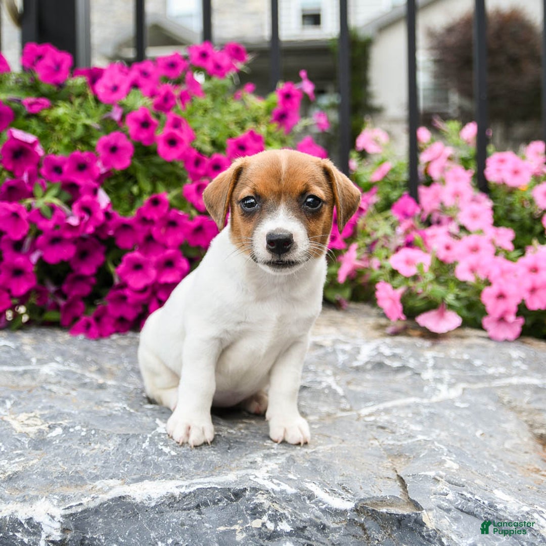 Jack Russell Terrier dogs for sale: Rae - Image 3