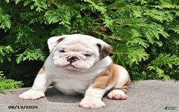 English Bulldog dogs for sale: Rocky - Image 1