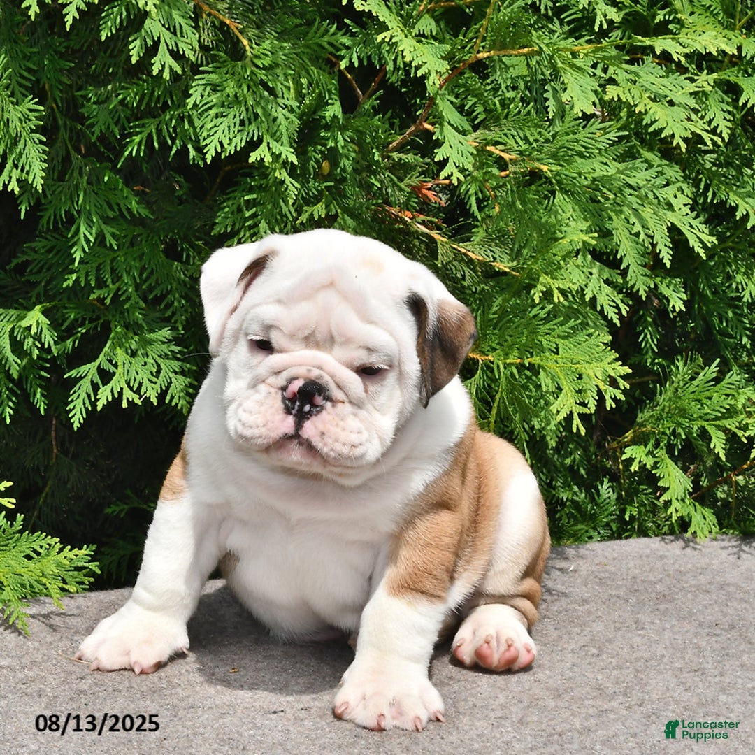 English Bulldog dogs for sale: Rocky - Image 1