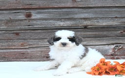 Miniature Poodle dogs for sale: Moe - Image 3