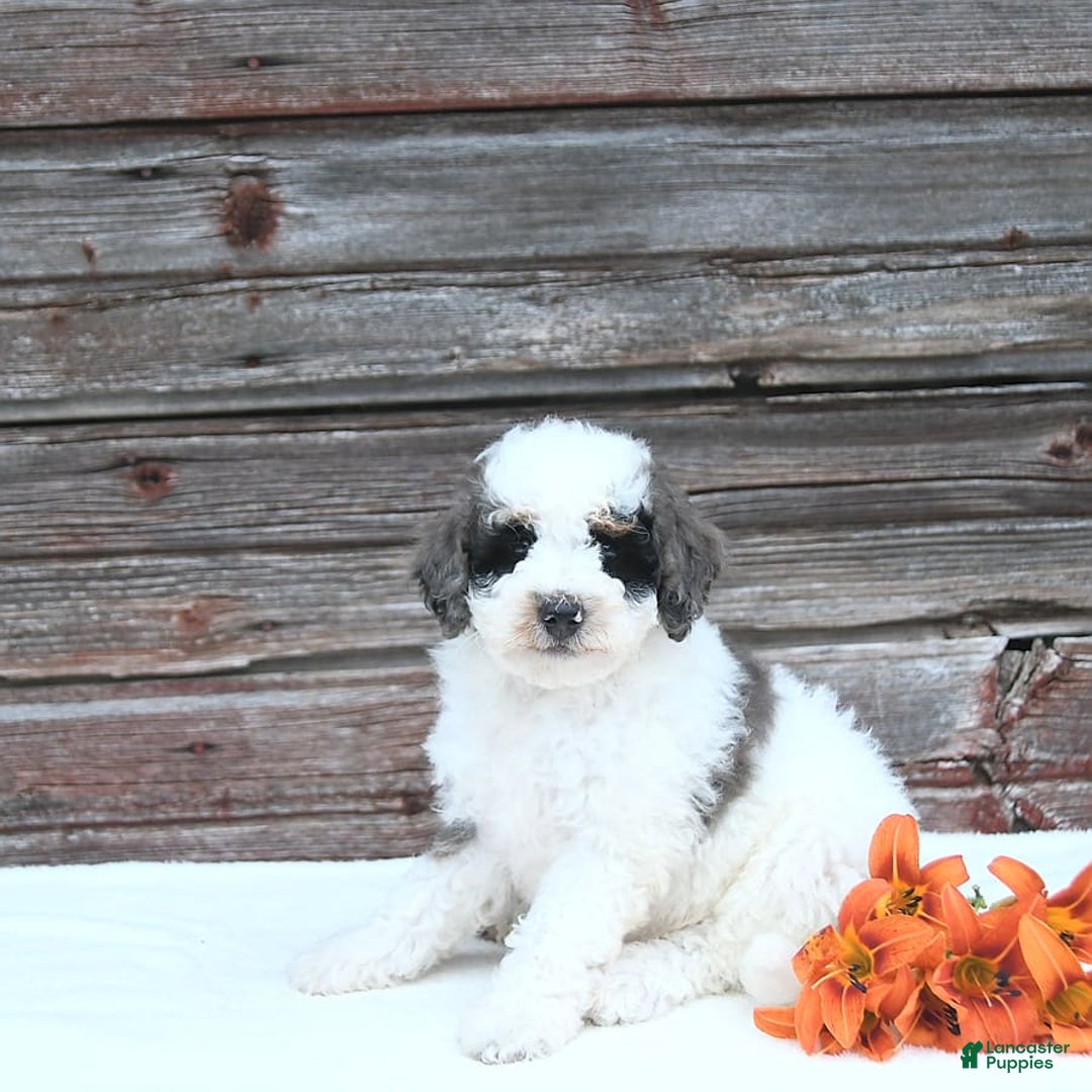Miniature Poodle dogs for sale: Moe - Image 3