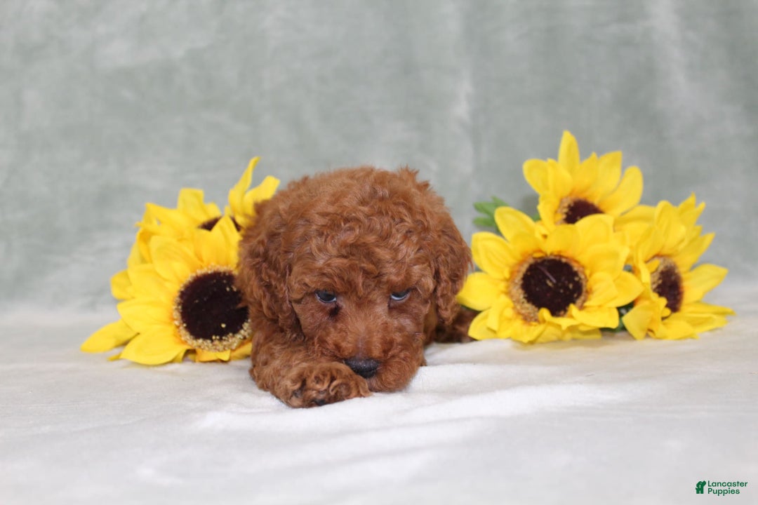 Miniature Poodle dogs for sale: Velcro - Image 4