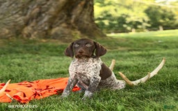 German Shorthaired Pointer dogs for sale: Brieanna AKC - Image 2