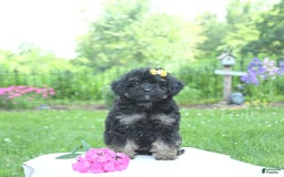 Toy Poodle dogs for sale: Twinkle - Image 2