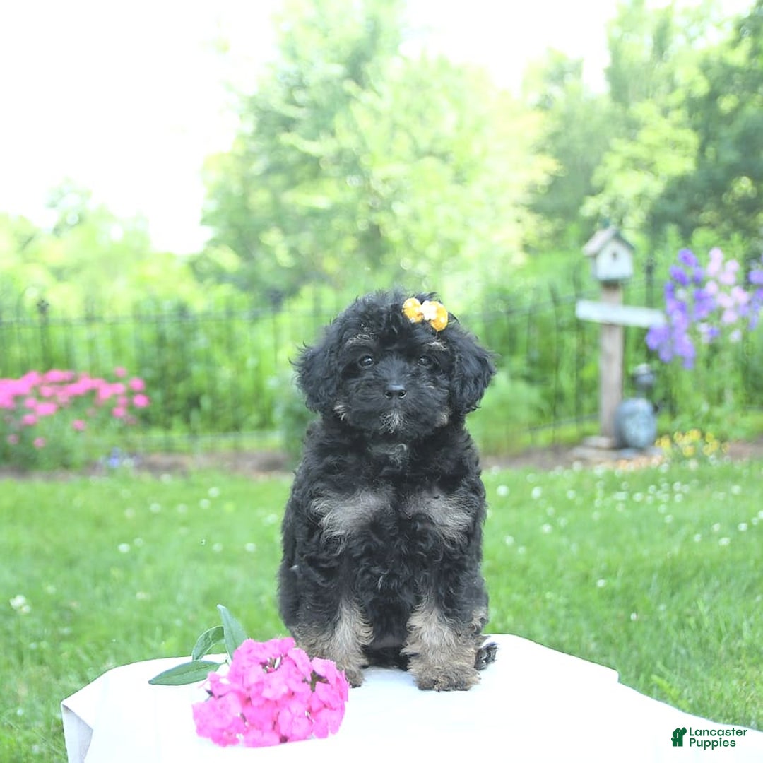 Toy Poodle dogs for sale: Twinkle - Image 2