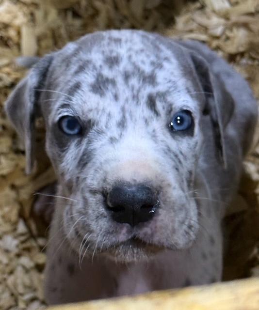 Great Dane dogs for sale: Lenny - Blue Merle - Image 8