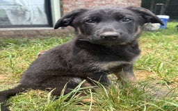 German Shepherd dogs for sale: Bonnie - Image 1