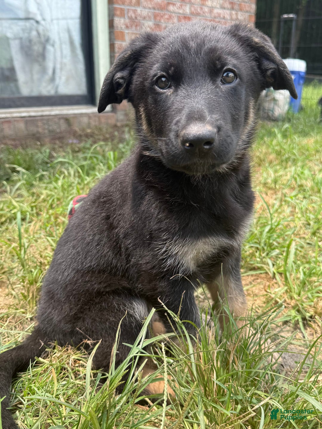 German Shepherd dogs for sale: Bonnie - Image 1