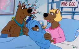 Great Dane dogs for sale: Scooby Doo - Image 2