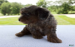 Miniature Poodle dogs for sale: Asher - Image 8