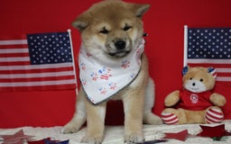 Shiba Inu dogs for sale: Larry - Image 38