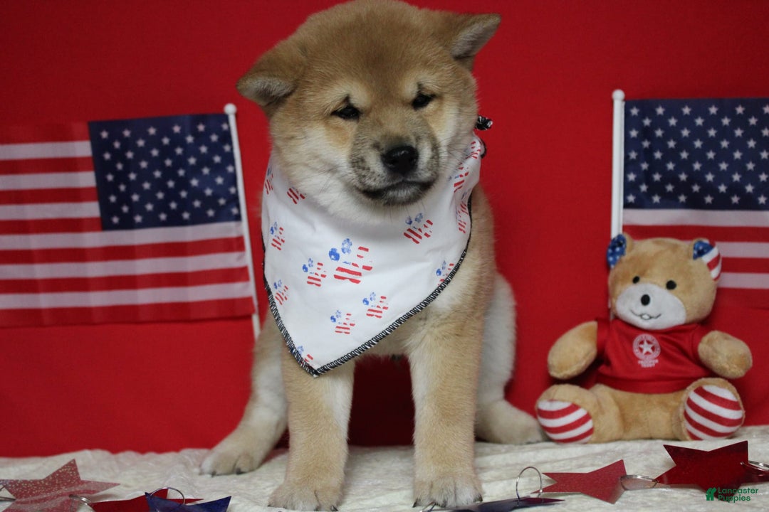 Shiba Inu dogs for sale: Larry - Image 38