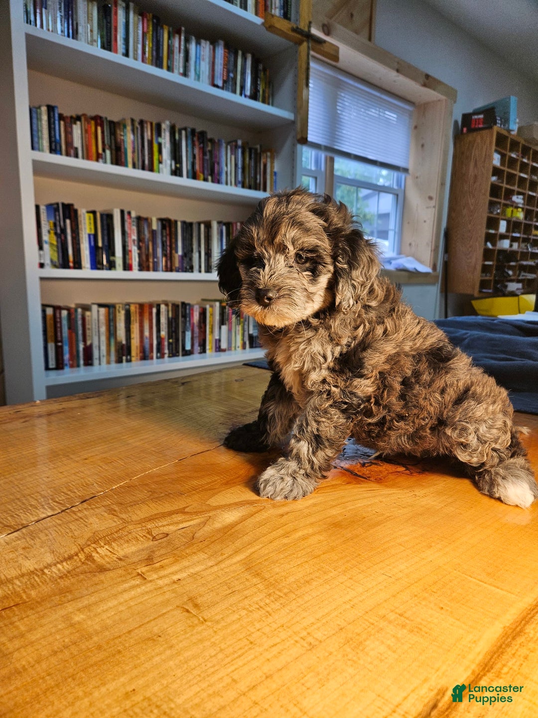 Portuguese Water Dog dogs for sale: Merlin - Image 4