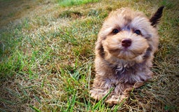 Havapoo dogs for sale: Havapoo 7 puppies - Image 2