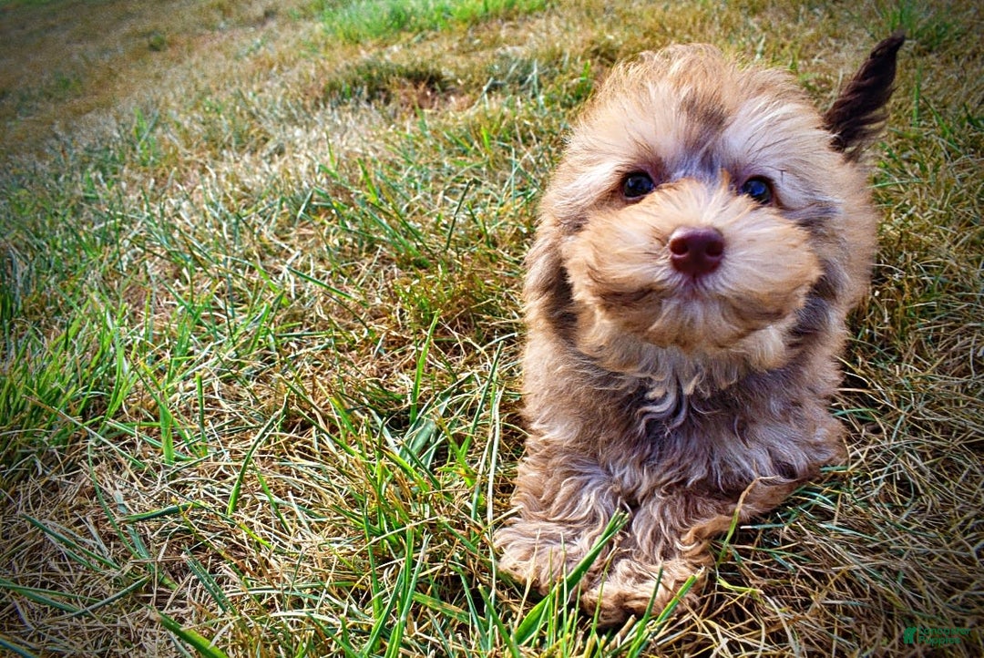 Havapoo dogs for sale: Havapoo 7 puppies - Image 2