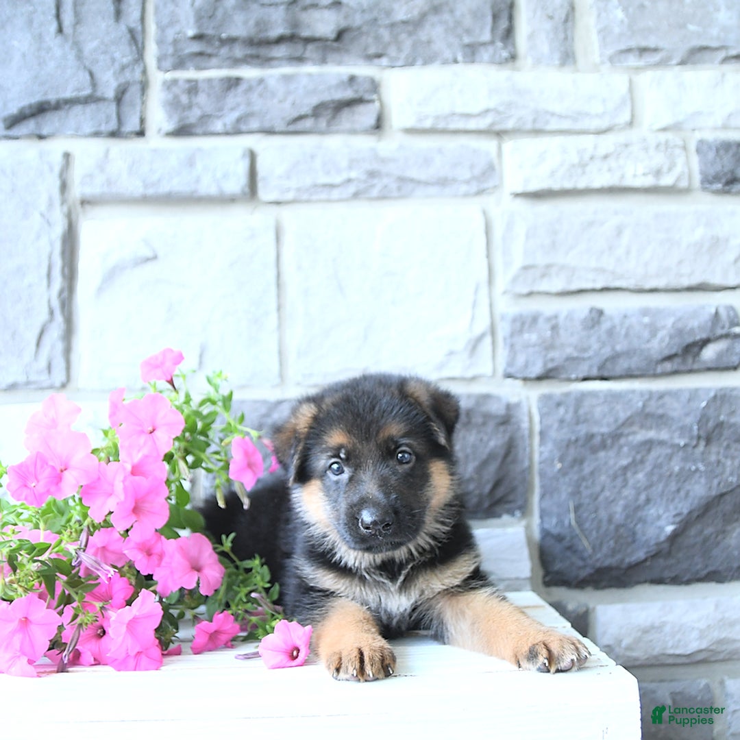 German Shepherd dogs for sale: Zane - Image 10