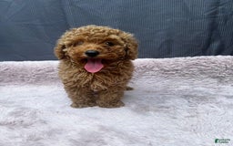 Toy Poodle dogs for sale: Greg - Image 1