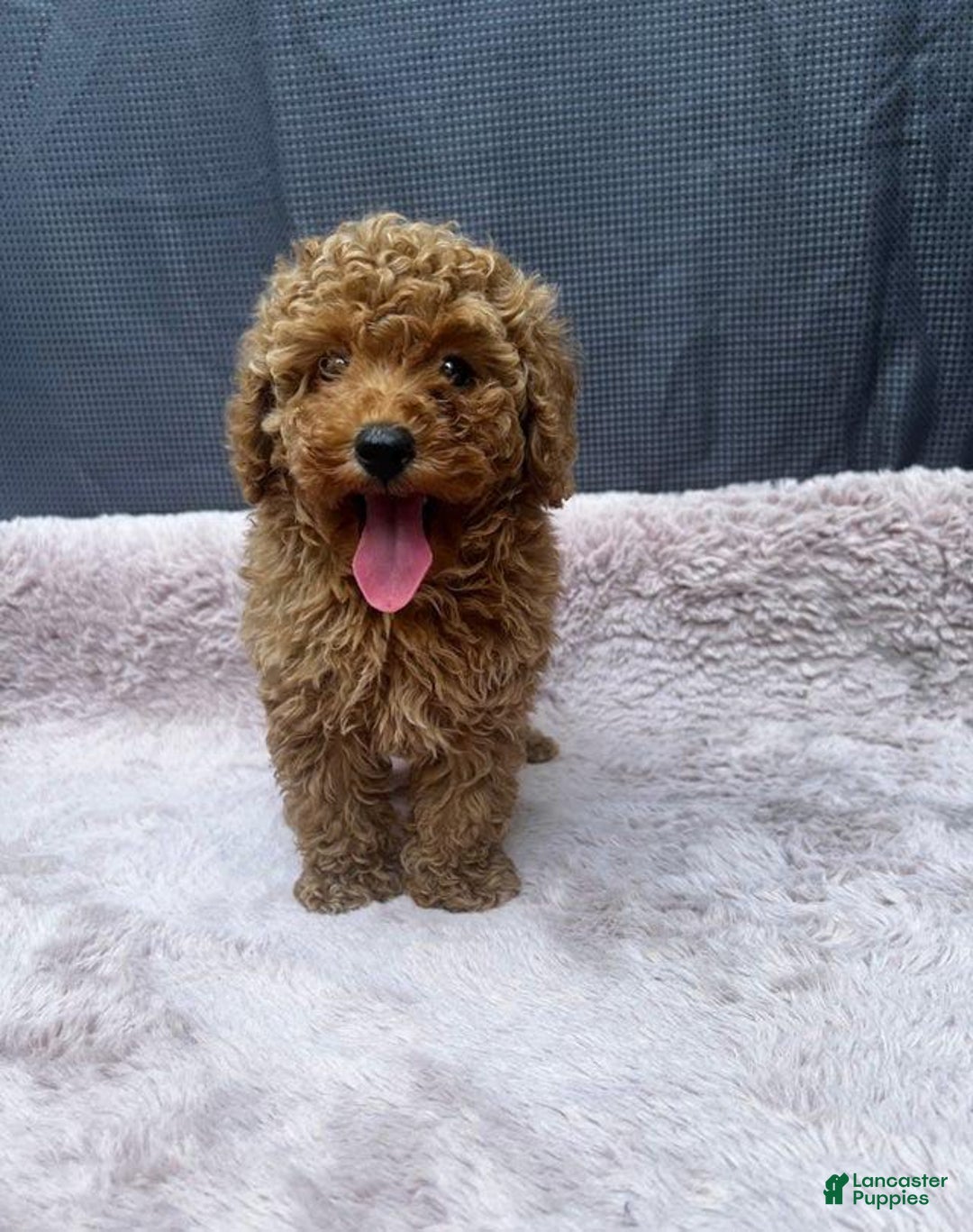 Toy Poodle dogs for sale: Greg - Image 1