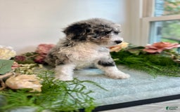 Mini Bernedoodle dogs for sale: Jewel - Image 6