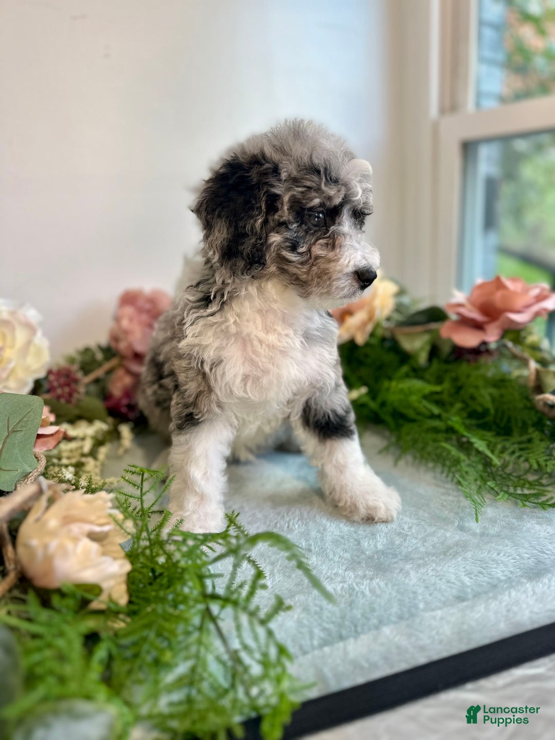 Mini Bernedoodle dogs for sale: Jewel - Image 6