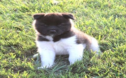 Akita dogs for sale: Bella - Image 3
