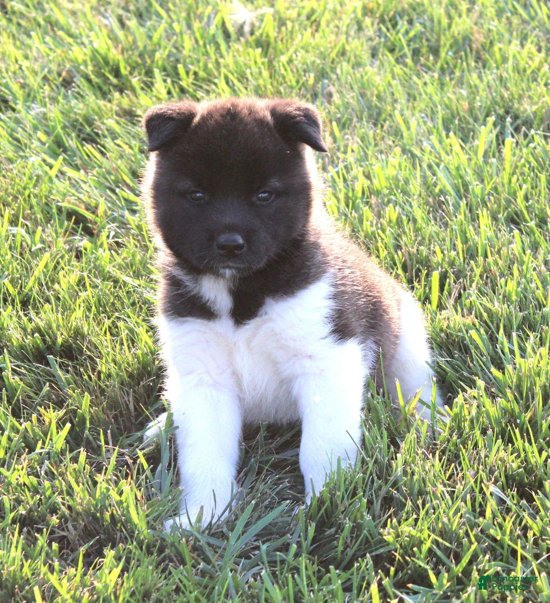 Akita dogs for sale: Bella - Image 3