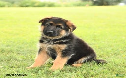 German Shepherd dogs for sale: Duke - Image 5