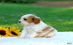 Cavapoo dogs for sale: Mason - Image 4
