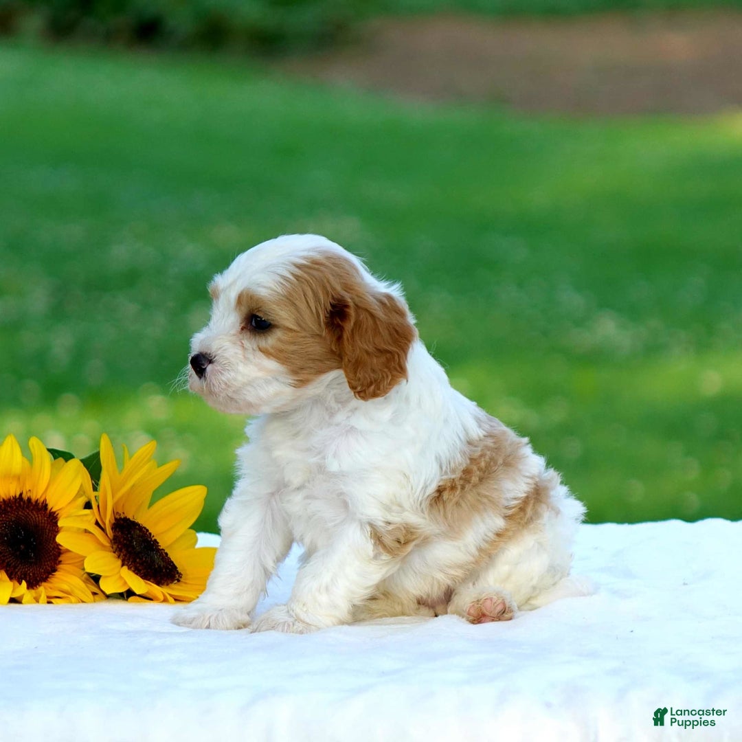 Cavapoo dogs for sale: Mason - Image 4