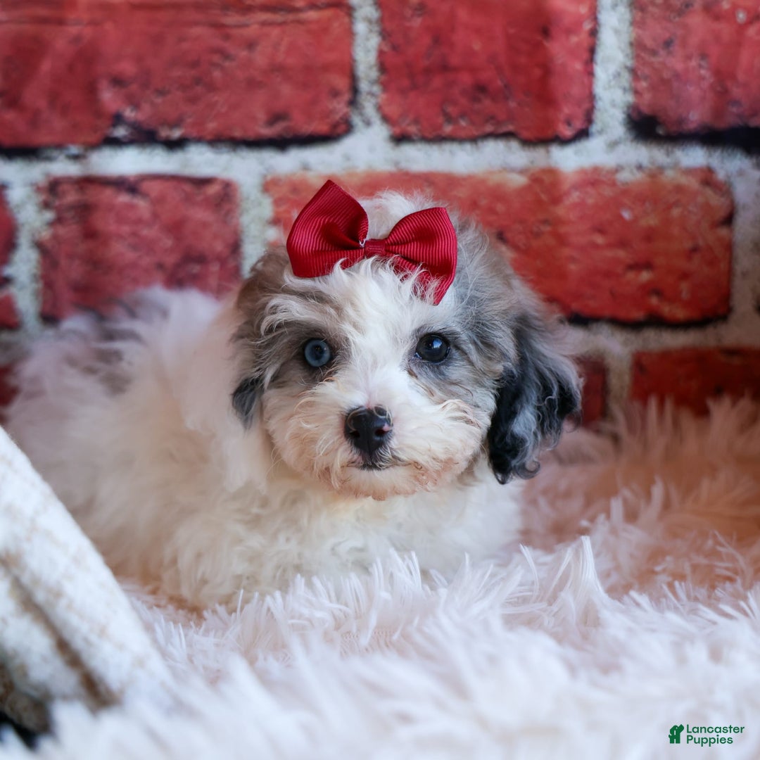 Bichpoo dogs for sale: Babe - Image 9