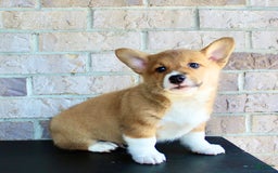 Welsh Corgi Pembroke dogs for sale: Welsh Corgi (Pembroke) 5 puppies - Image 3