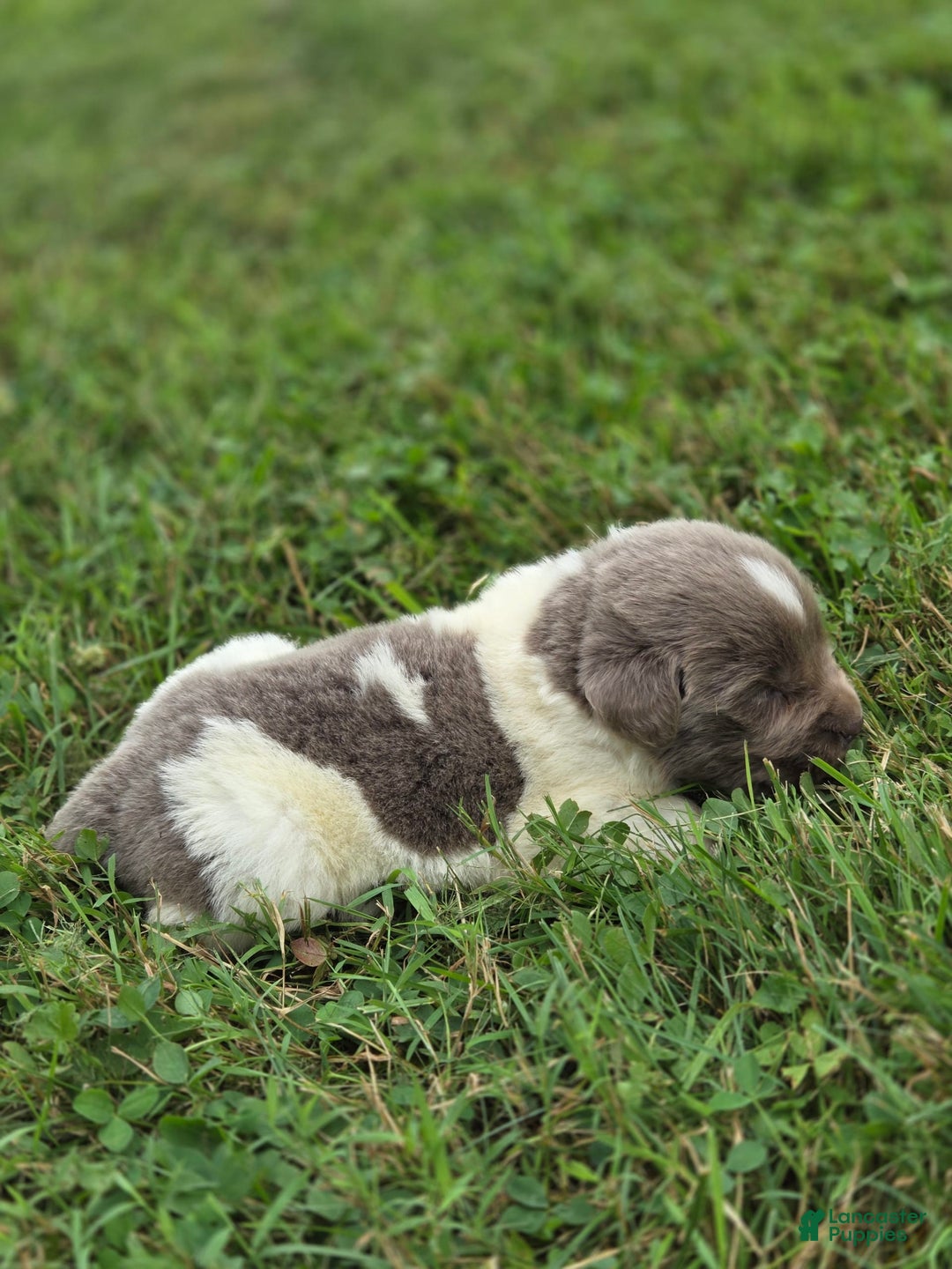 Newfoundland dogs for sale: Rosie - Image 1