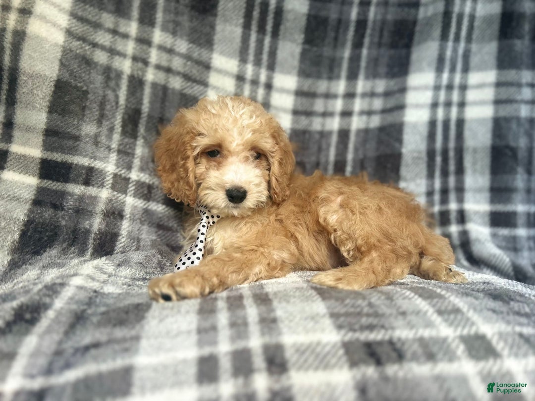 Cockapoo dogs for sale: Kam - Image 5