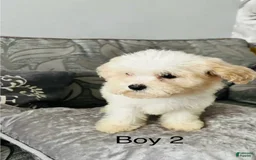 Cavachon dogs for sale: Willy - Image 1