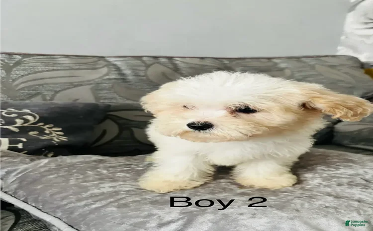 Cavachon dogs for sale - Ad 2