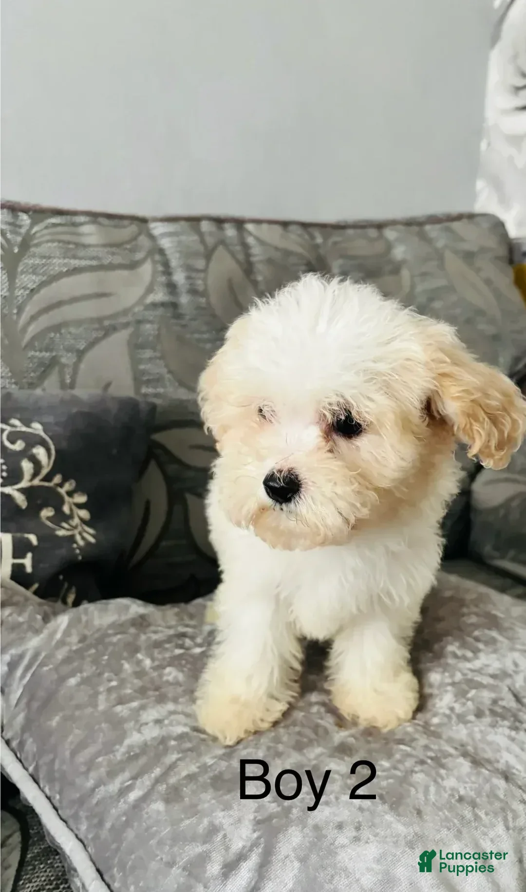 Cavachon dogs for sale: Willy - Image 1