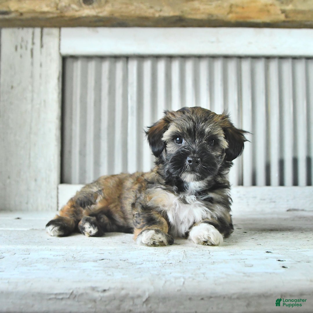 Maltipoo dogs for sale: Ivy - Image 1
